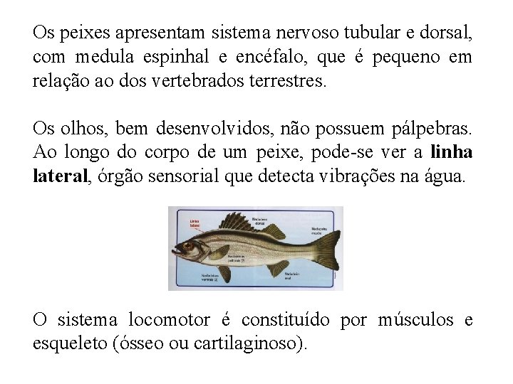 Os peixes apresentam sistema nervoso tubular e dorsal, com medula espinhal e encéfalo, que