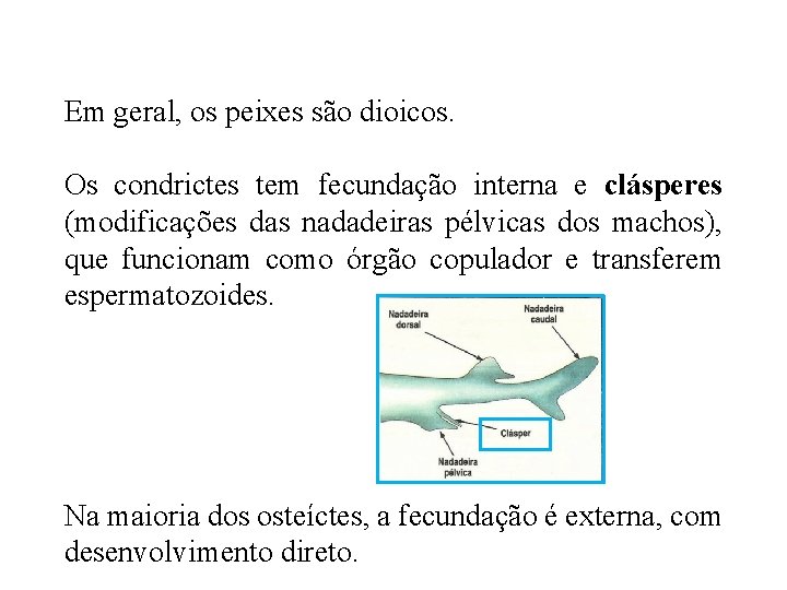 Em geral, os peixes são dioicos. Os condrictes tem fecundação interna e clásperes (modificações