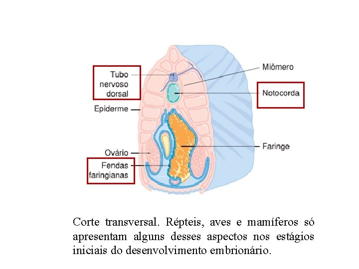 Corte transversal. Répteis, aves e mamíferos só apresentam alguns desses aspectos nos estágios iniciais