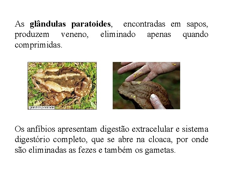 As glândulas paratoides, encontradas em sapos, produzem veneno, eliminado apenas quando comprimidas. Os anfíbios