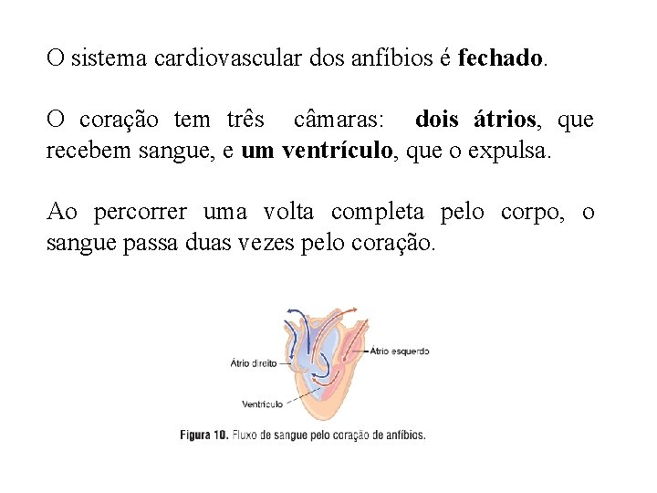 O sistema cardiovascular dos anfíbios é fechado. O coração tem três câmaras: dois átrios,