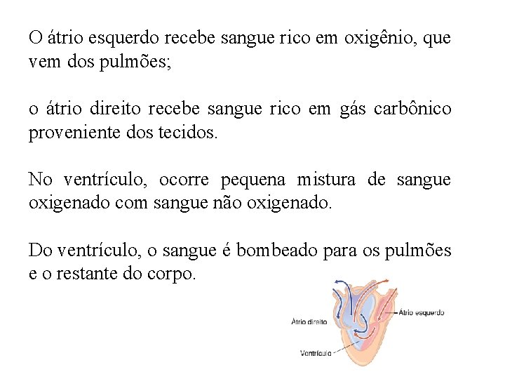 O átrio esquerdo recebe sangue rico em oxigênio, que vem dos pulmões; o átrio