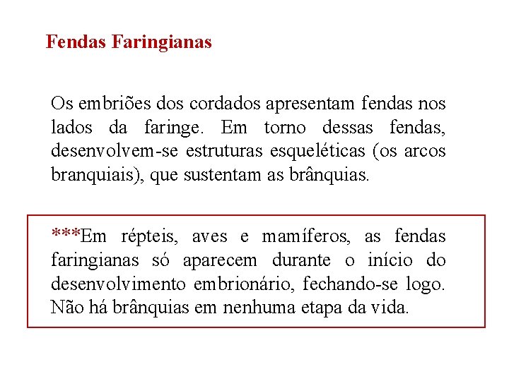 Fendas Faringianas Os embriões dos cordados apresentam fendas nos lados da faringe. Em torno