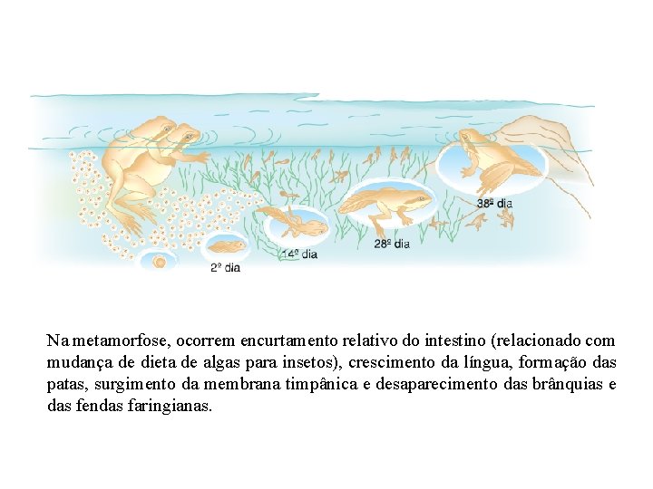 Na metamorfose, ocorrem encurtamento relativo do intestino (relacionado com mudança de dieta de algas