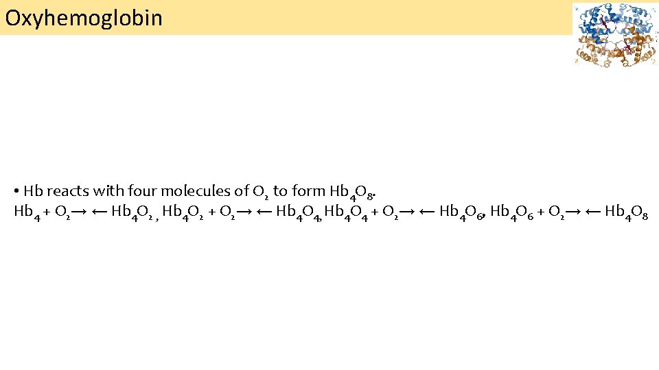 Oxyhemoglobin • Hb reacts with four molecules of O 2 to form Hb 4
