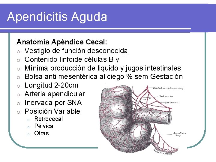 Apendicitis Aguda Anatomía Apéndice Cecal: o Vestigio de función desconocida o Contenido linfoide células