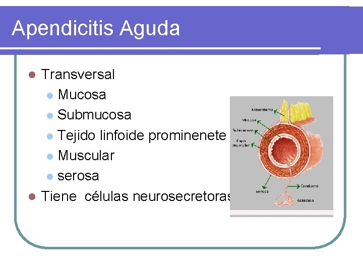 Apendicitis Aguda Transversal l Mucosa l Submucosa l Tejido linfoide prominenete l Muscular l