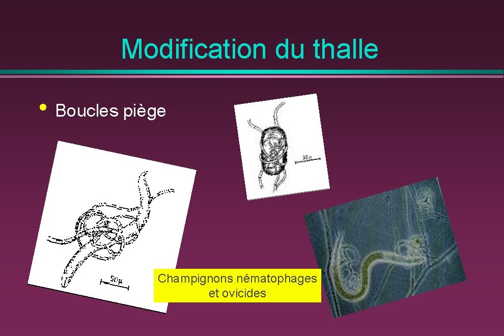 Modification du thalle • Boucles piège Champignons nématophages et ovicides 