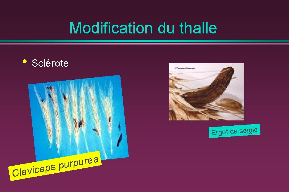 Modification du thalle • Sclérote Ergot de seigle a e r u p s