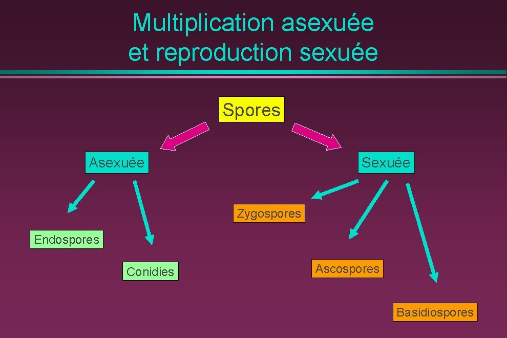 Multiplication asexuée et reproduction sexuée Spores Asexuée Sexuée Zygospores Endospores Conidies Ascospores Basidiospores 
