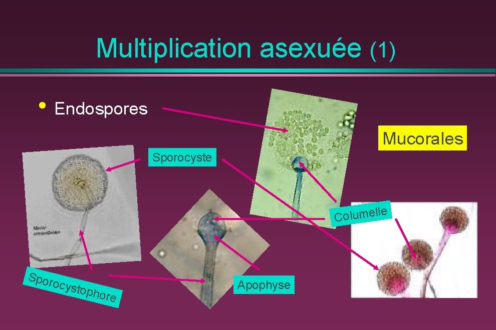 Multiplication asexuée (1) • Endospores Mucorales Sporocyste le Columel Spor ocyst opho re Apophyse