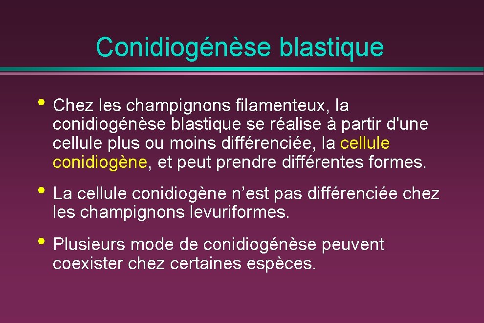 Conidiogénèse blastique • Chez les champignons filamenteux, la conidiogénèse blastique se réalise à partir