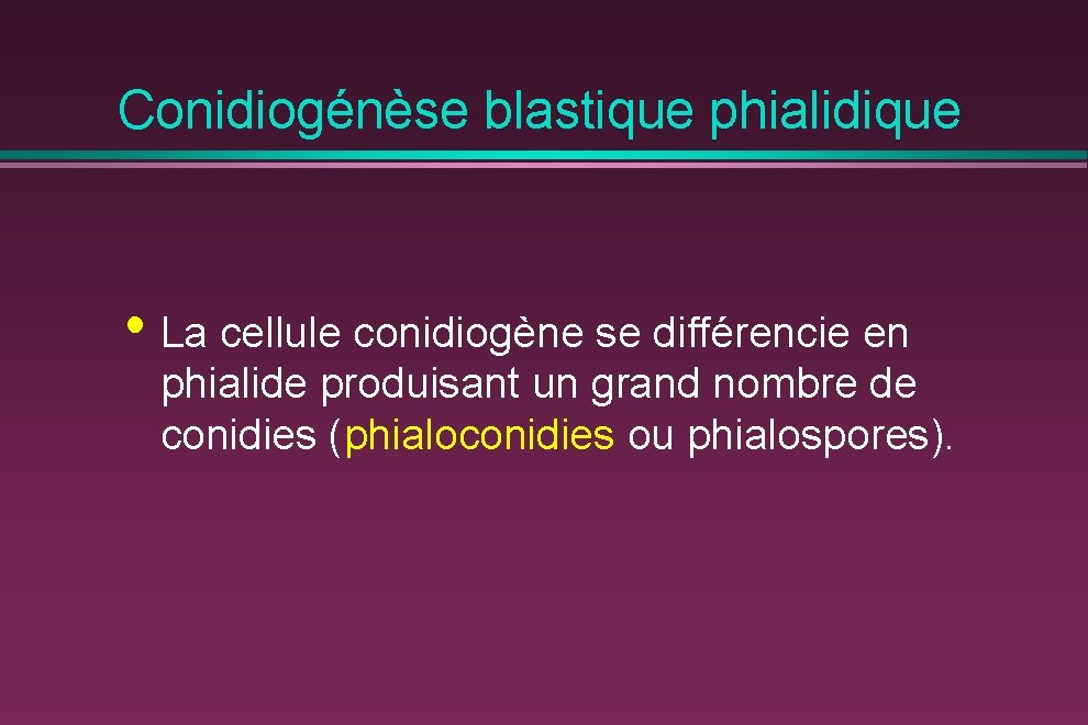Conidiogénèse blastique phialidique • La cellule conidiogène se différencie en phialide produisant un grand