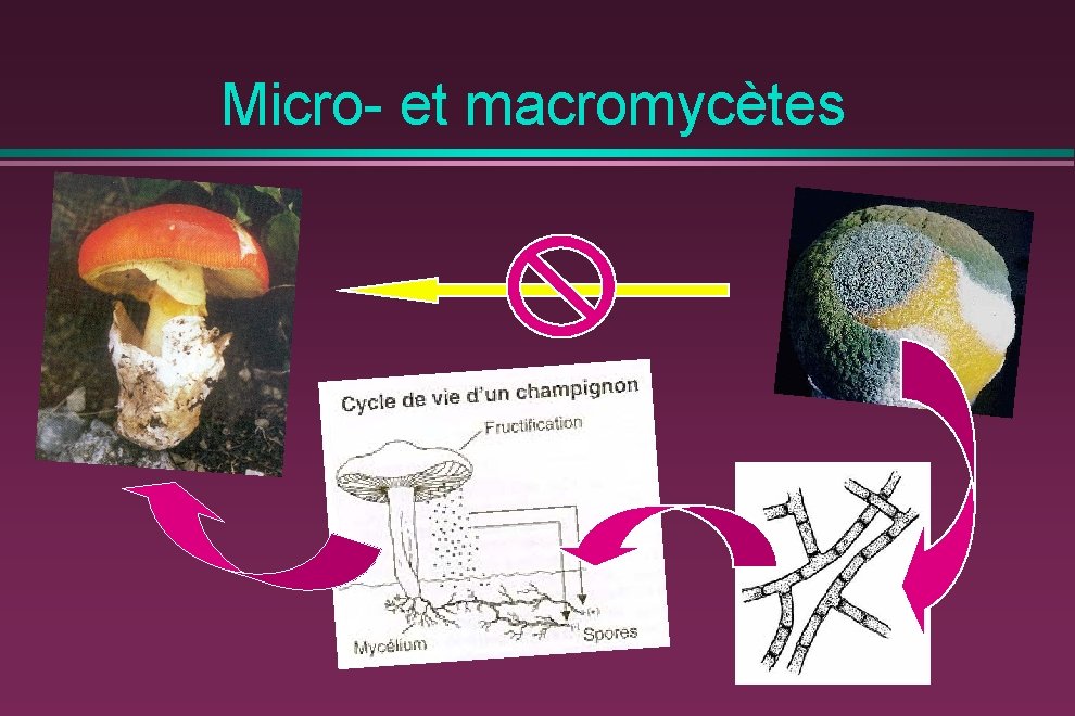 Micro- et macromycètes 