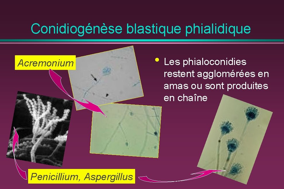 Conidiogénèse blastique phialidique Acremonium Penicillium, Aspergillus • Les phialoconidies restent agglomérées en amas ou