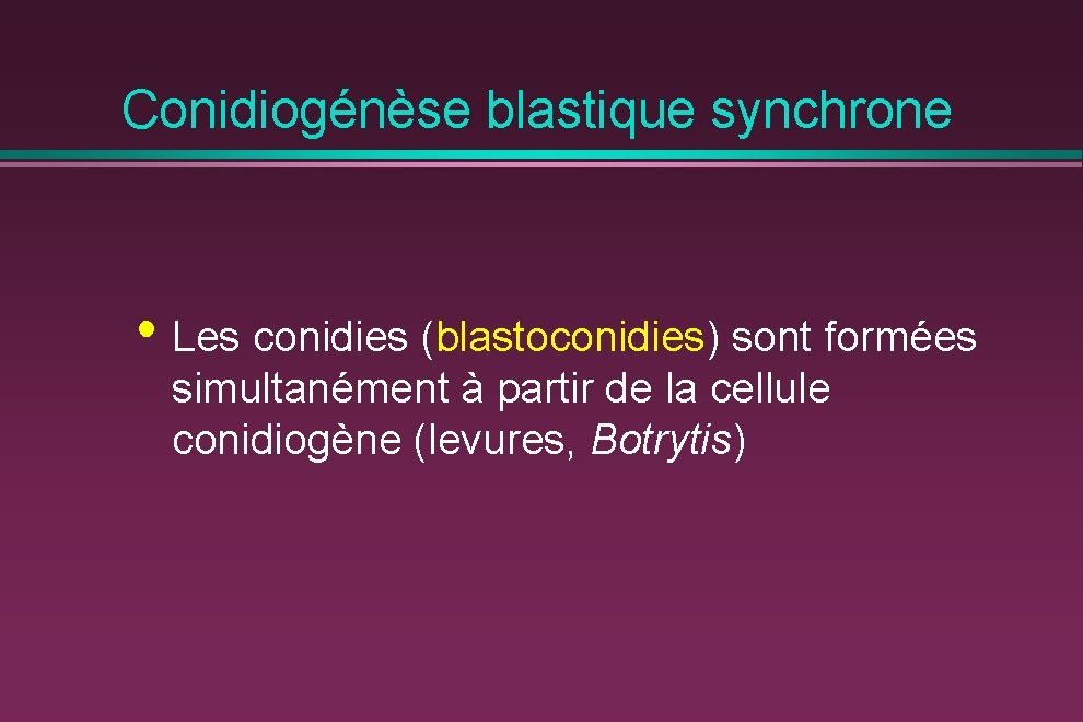 Conidiogénèse blastique synchrone • Les conidies (blastoconidies) sont formées simultanément à partir de la