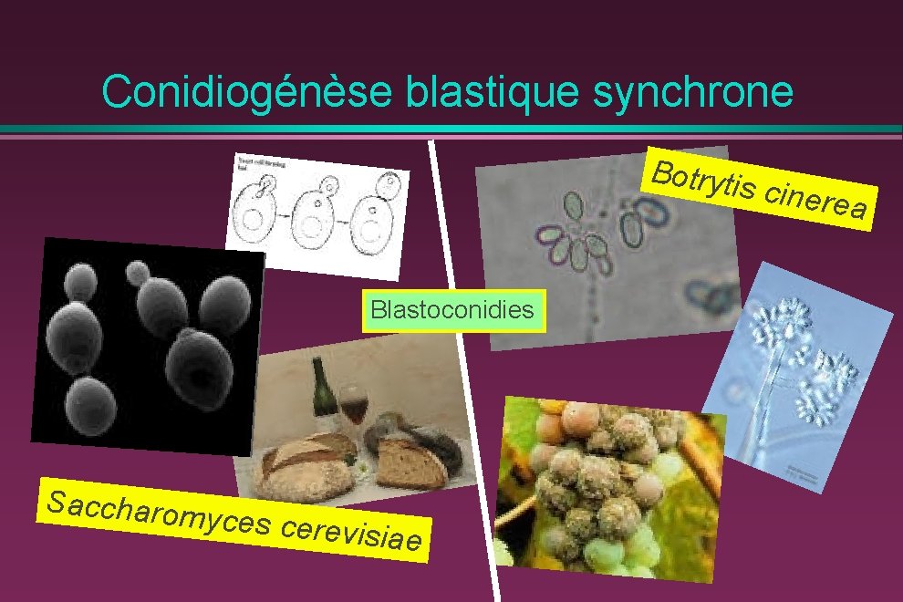 Conidiogénèse blastique synchrone Botrytis Blastoconidies Saccharom yces cerevi siae cinerea 