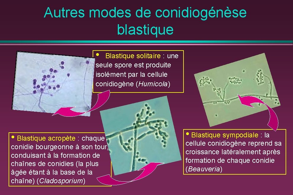 Autres modes de conidiogénèse blastique • Blastique solitaire : une seule spore est produite