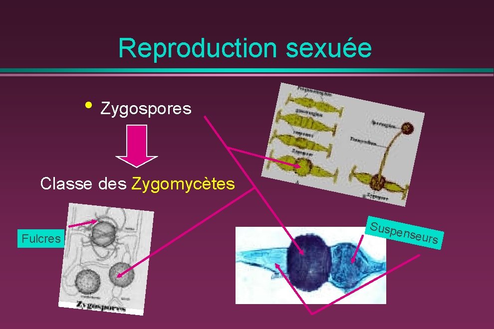 Reproduction sexuée • Zygospores Classe des Zygomycètes Fulcres Suspe nseur s 
