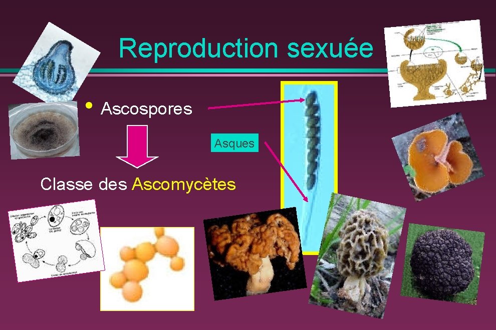 Reproduction sexuée • Ascospores Asques Classe des Ascomycètes 