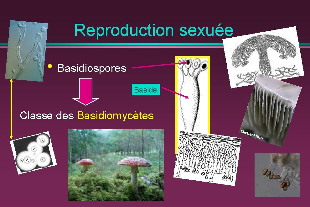 Reproduction sexuée • Basidiospores Baside Classe des Basidiomycètes 