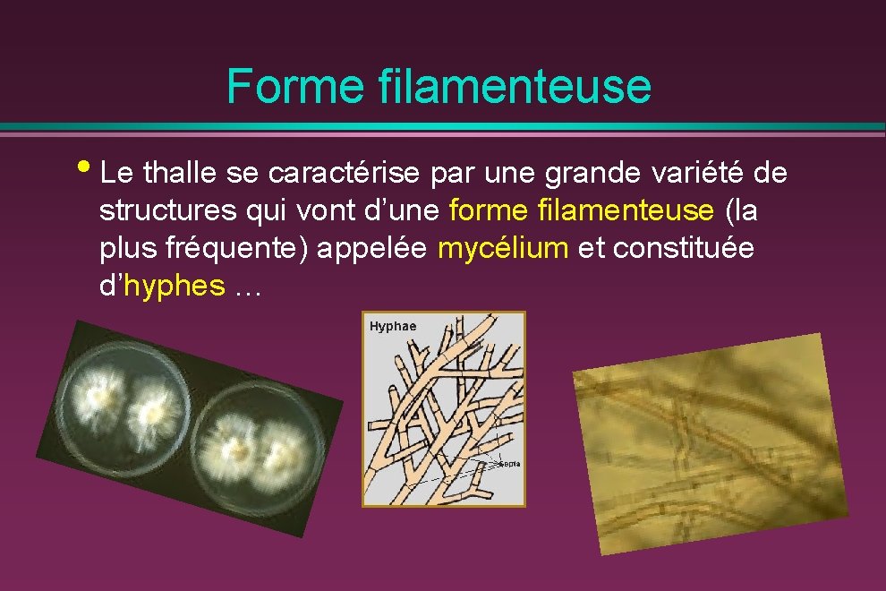 Forme filamenteuse • Le thalle se caractérise par une grande variété de structures qui