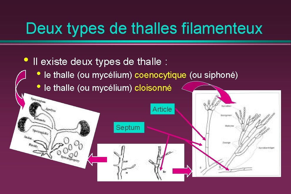 Deux types de thalles filamenteux • Il existe deux types de thalle : •