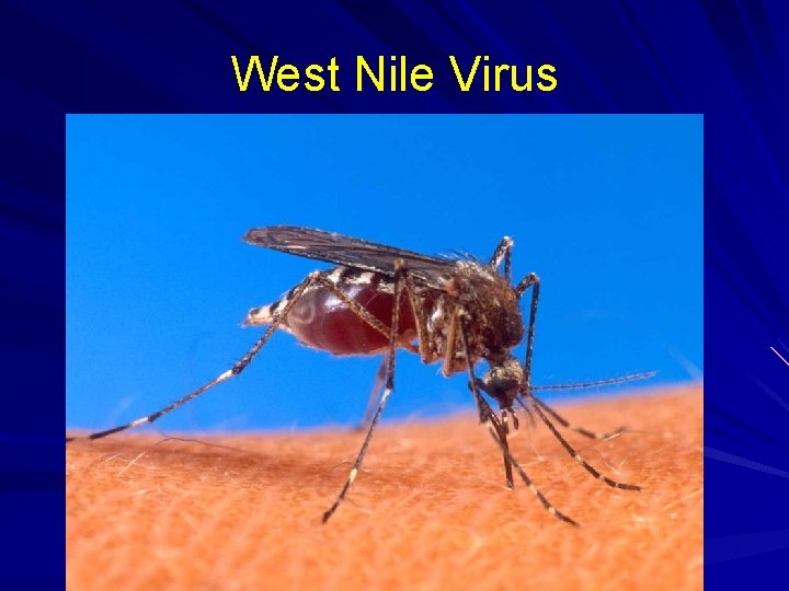 West Nile Virus 