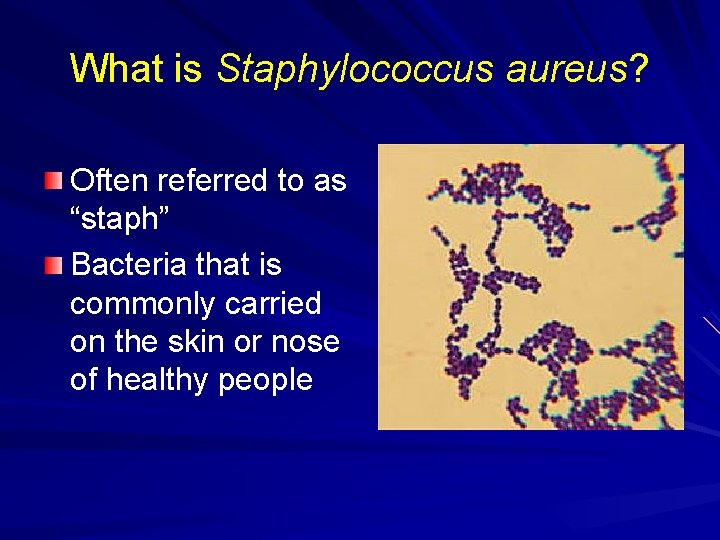 What is Staphylococcus aureus? Often referred to as “staph” Bacteria that is commonly carried