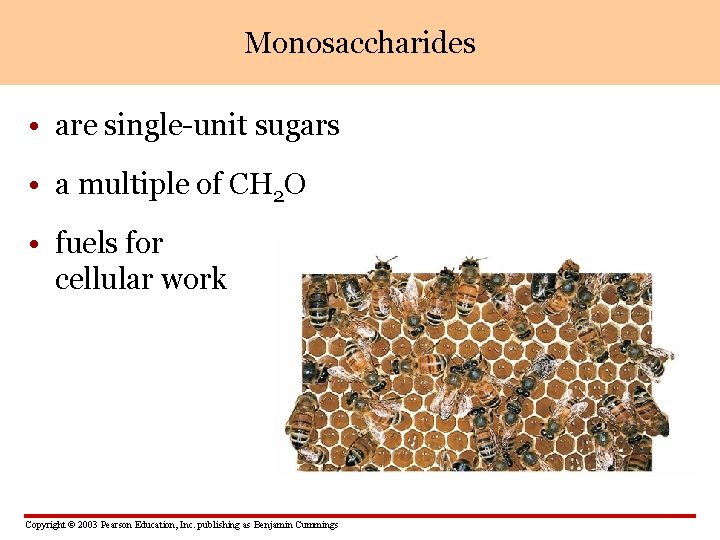 Monosaccharides • are single-unit sugars • a multiple of CH 2 O • fuels