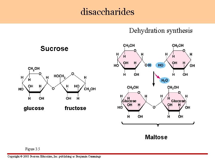 disaccharides Dehydration synthesis Sucrose Glucose glucose Glucose fructose Maltose Figure 3. 5 Copyright ©
