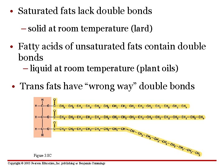  • Saturated fats lack double bonds – solid at room temperature (lard) •