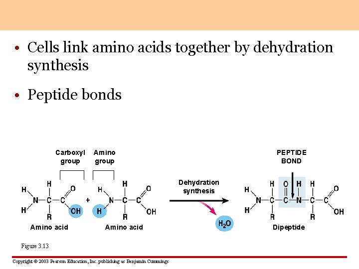  • Cells link amino acids together by dehydration synthesis • Peptide bonds Carboxyl