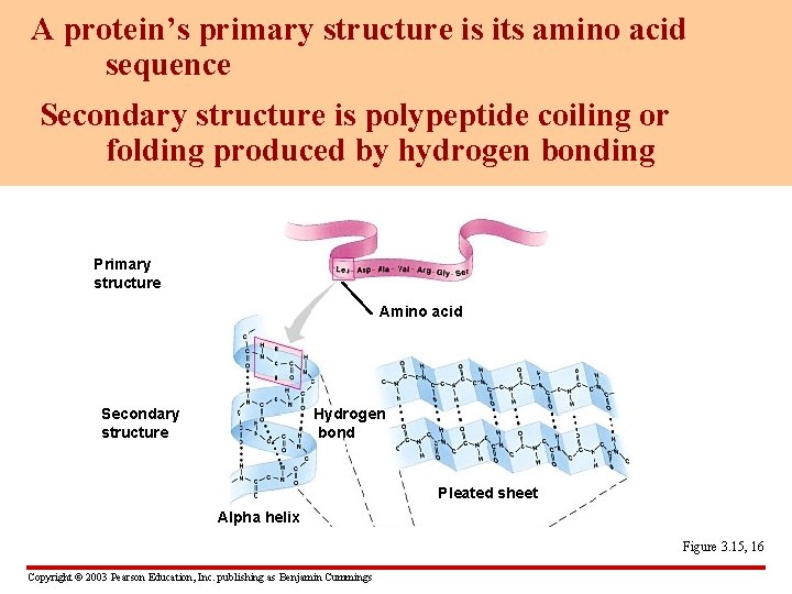 A protein’s primary structure is its amino acid sequence Secondary structure is polypeptide coiling