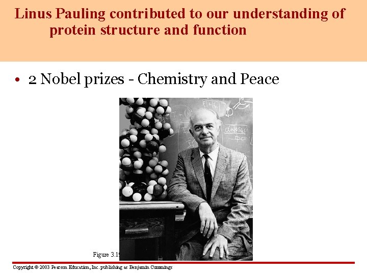 Linus Pauling contributed to our understanding of protein structure and function • 2 Nobel