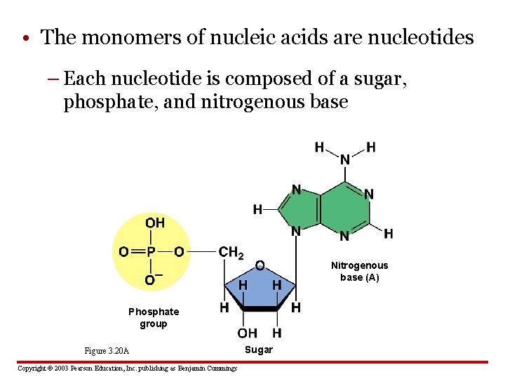  • The monomers of nucleic acids are nucleotides – Each nucleotide is composed