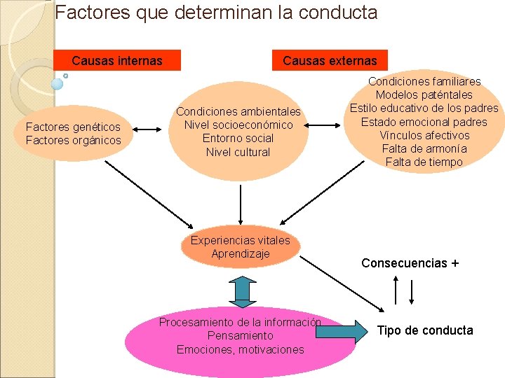 Factores que determinan la conducta Causas internas Factores genéticos Factores orgánicos Causas externas Condiciones