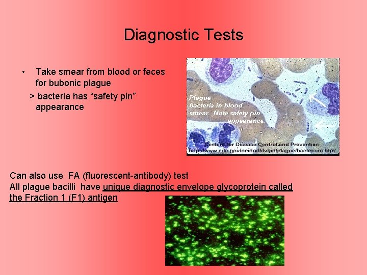 Diagnostic Tests • Take smear from blood or feces for bubonic plague > bacteria
