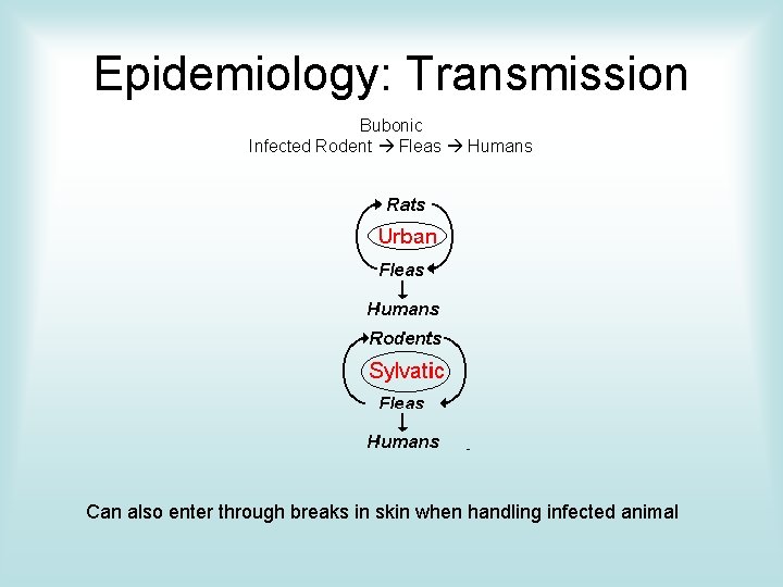 Epidemiology: Transmission Bubonic Infected Rodent Fleas Humans Can also enter through breaks in skin