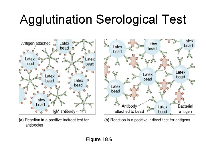 Agglutination Serological Test Figure 18. 6 