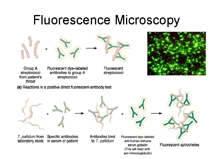 Fluorescence Microscopy 