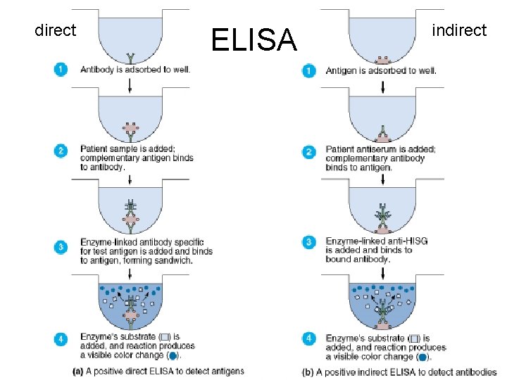 direct ELISA indirect 
