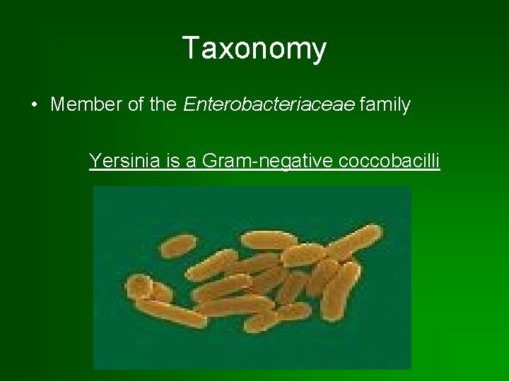 Taxonomy • Member of the Enterobacteriaceae family Yersinia is a Gram-negative coccobacilli 