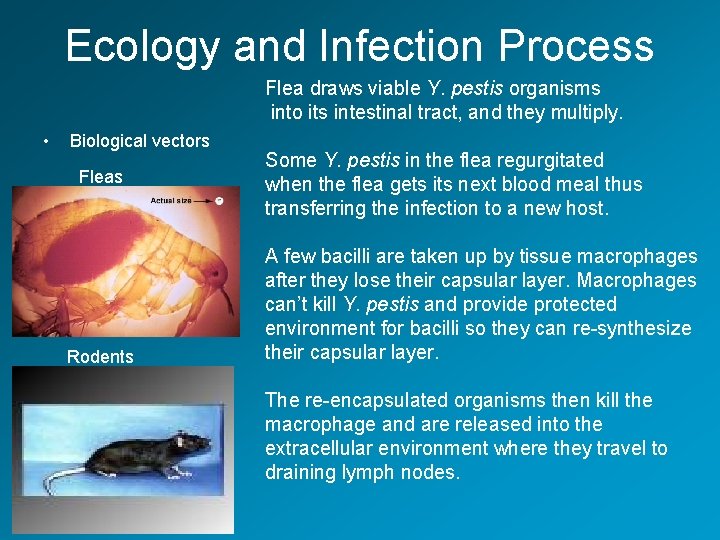 Ecology and Infection Process Flea draws viable Y. pestis organisms into its intestinal tract,