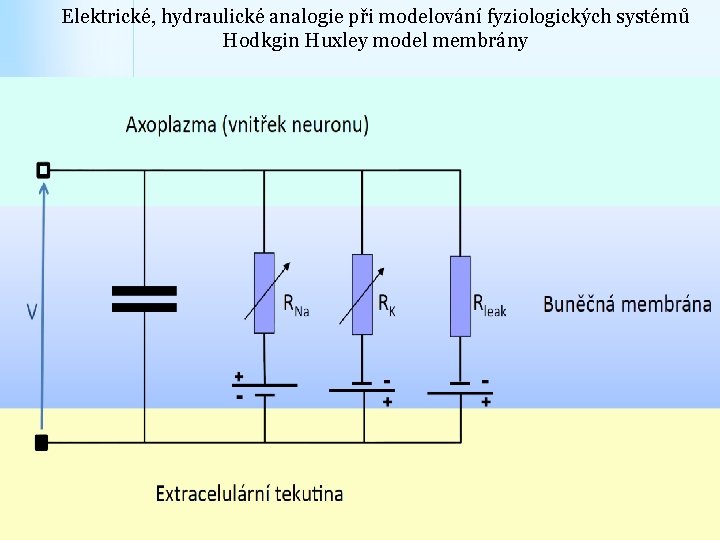 Elektrické, hydraulické analogie při modelování fyziologických systémů Hodkgin Huxley model membrány 