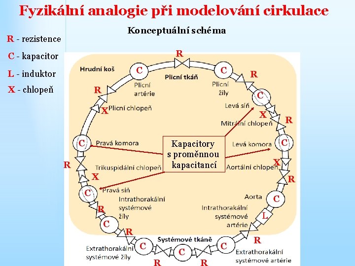 Fyzikální analogie při modelování cirkulace Konceptuální schéma R - rezistence R C - kapacitor