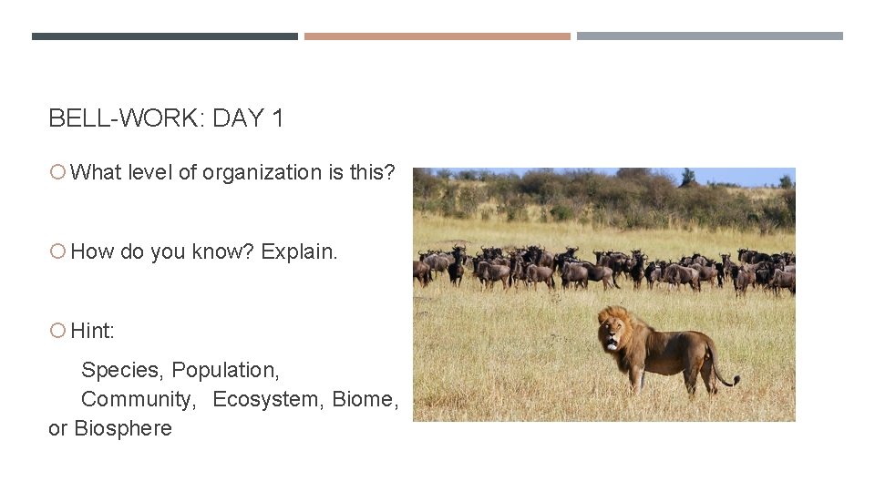 BELL-WORK: DAY 1 What level of organization is this? How do you know? Explain.