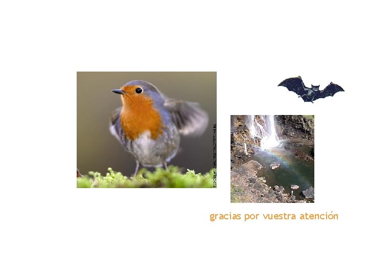 gracias por vuestra atención 