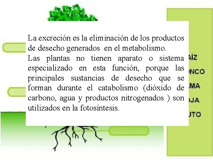 La excreción es la eliminación de los productos de desecho generados en el metabolismo.