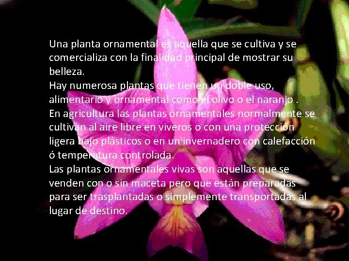Una planta ornamental es aquella que se cultiva y se comercializa con la finalidad
